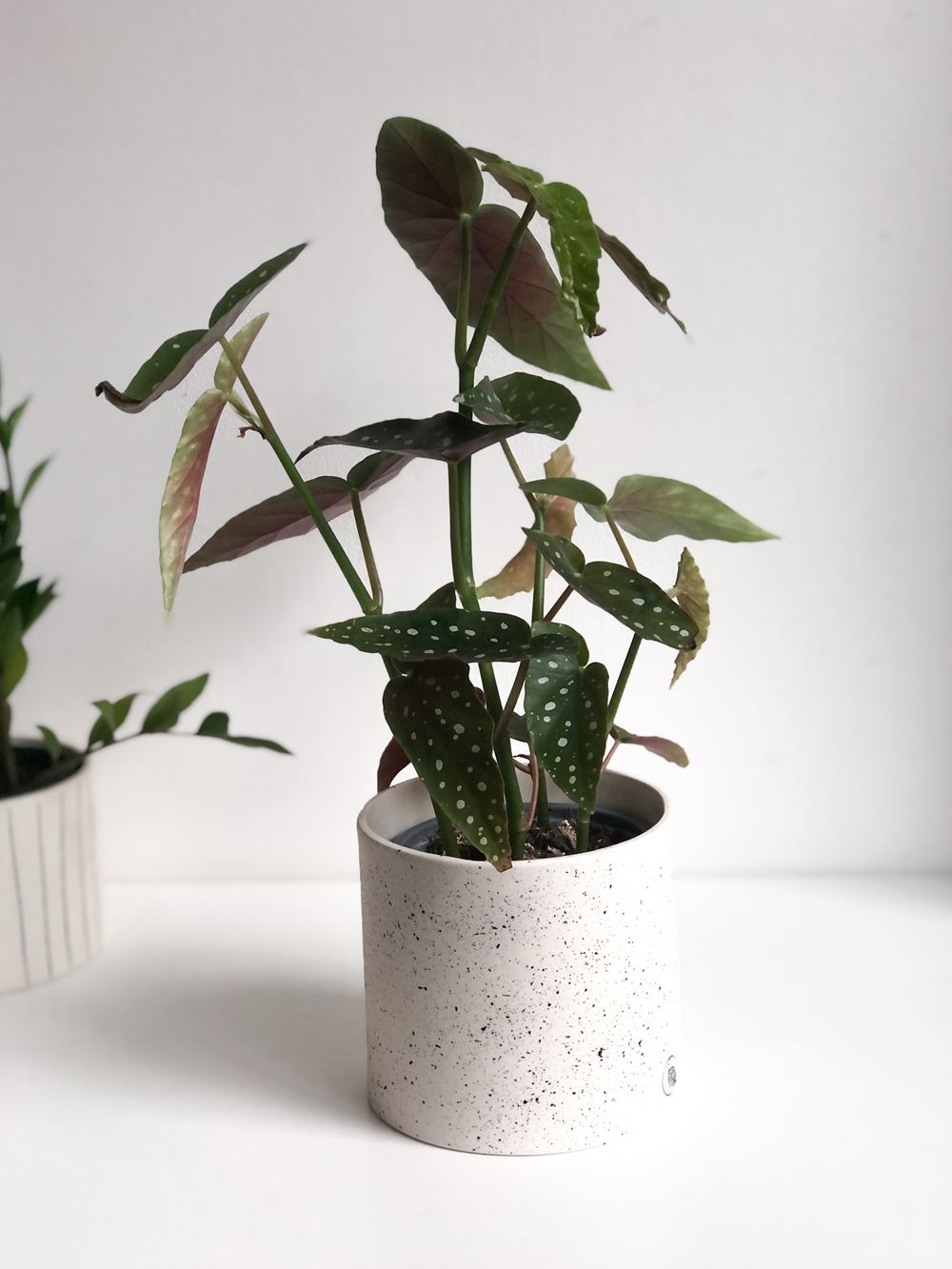 Moon wall planter