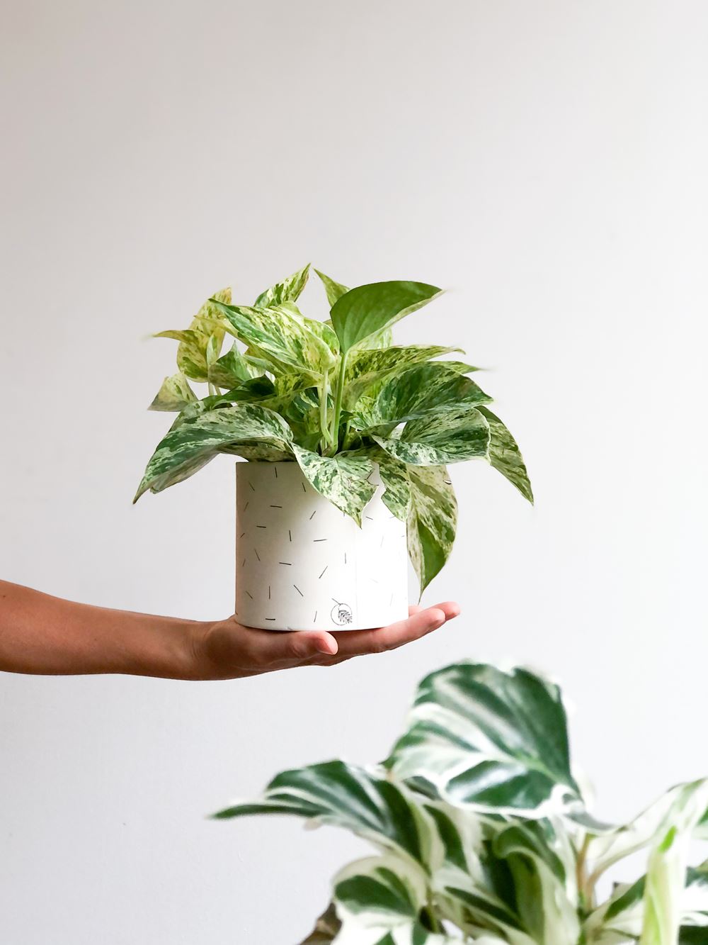 Moon wall planter